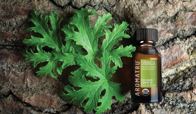 Organic Citronella Essential Oil 