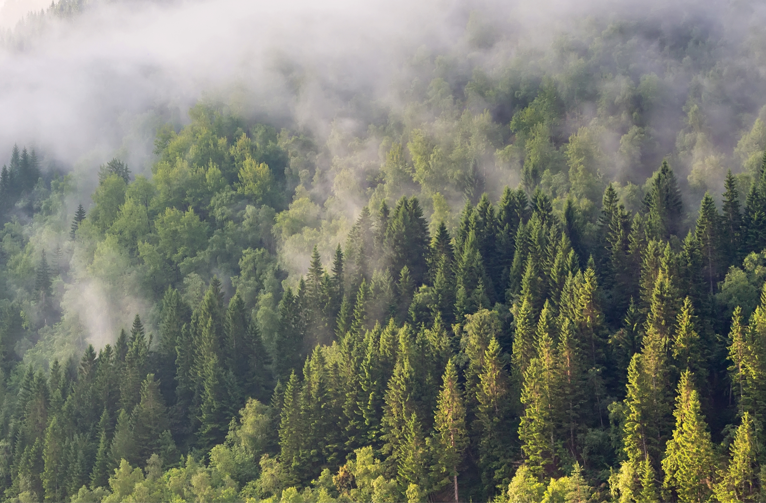 Slow Down with Organic Black Spruce Essential Oil