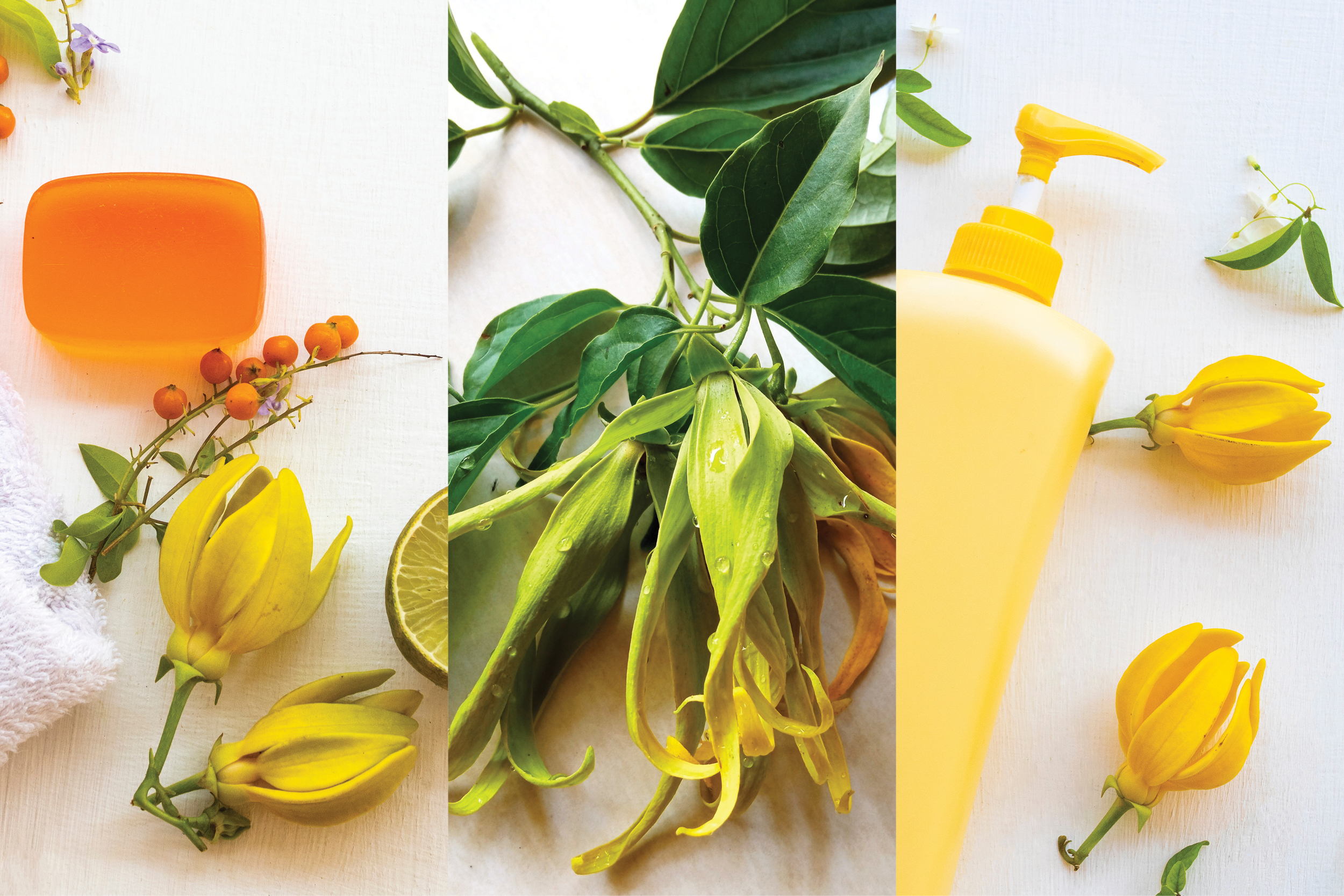 Ylang Ylang: What, Where, and How